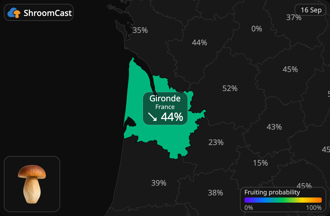 Prawdziwek Gironde