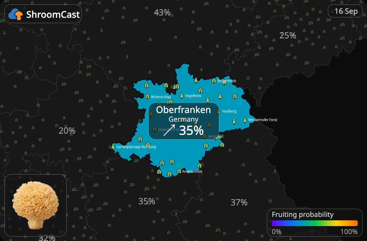 Siedzuń sosnowy Oberfranken
