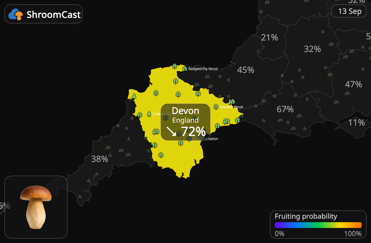 Porcino Devon