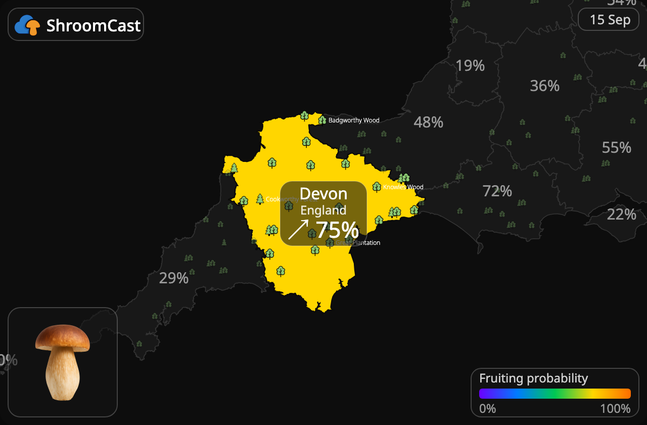 Prawdziwek Devon