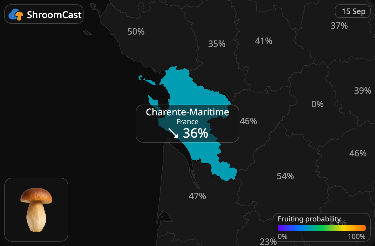 Prawdziwek Charente-Maritime