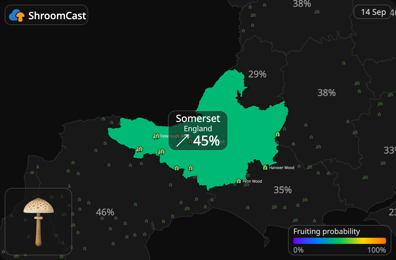 Гриб-парасолька великий Somerset