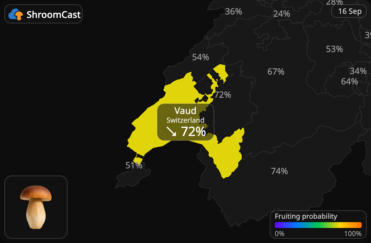 Prawdziwek Vaud