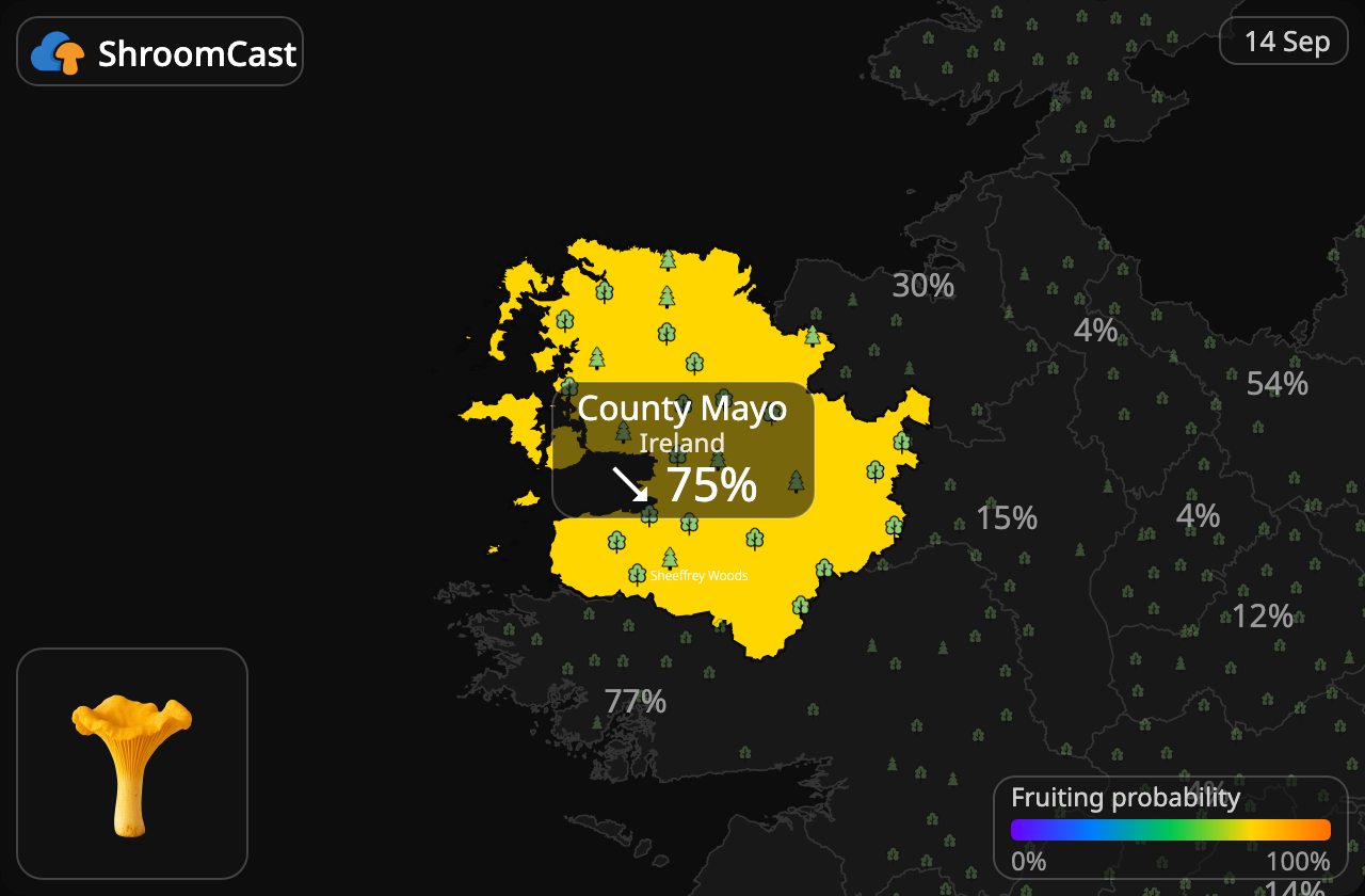 Cantharel County Mayo