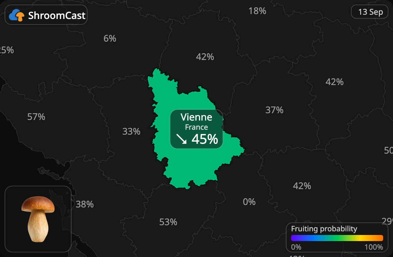 Steinpilz Vienne