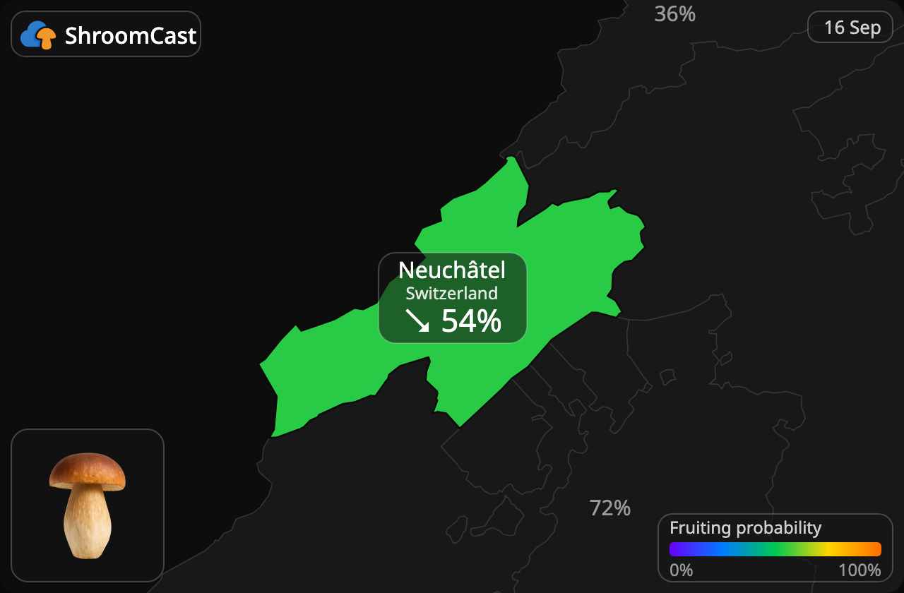 Prawdziwek Neuchâtel