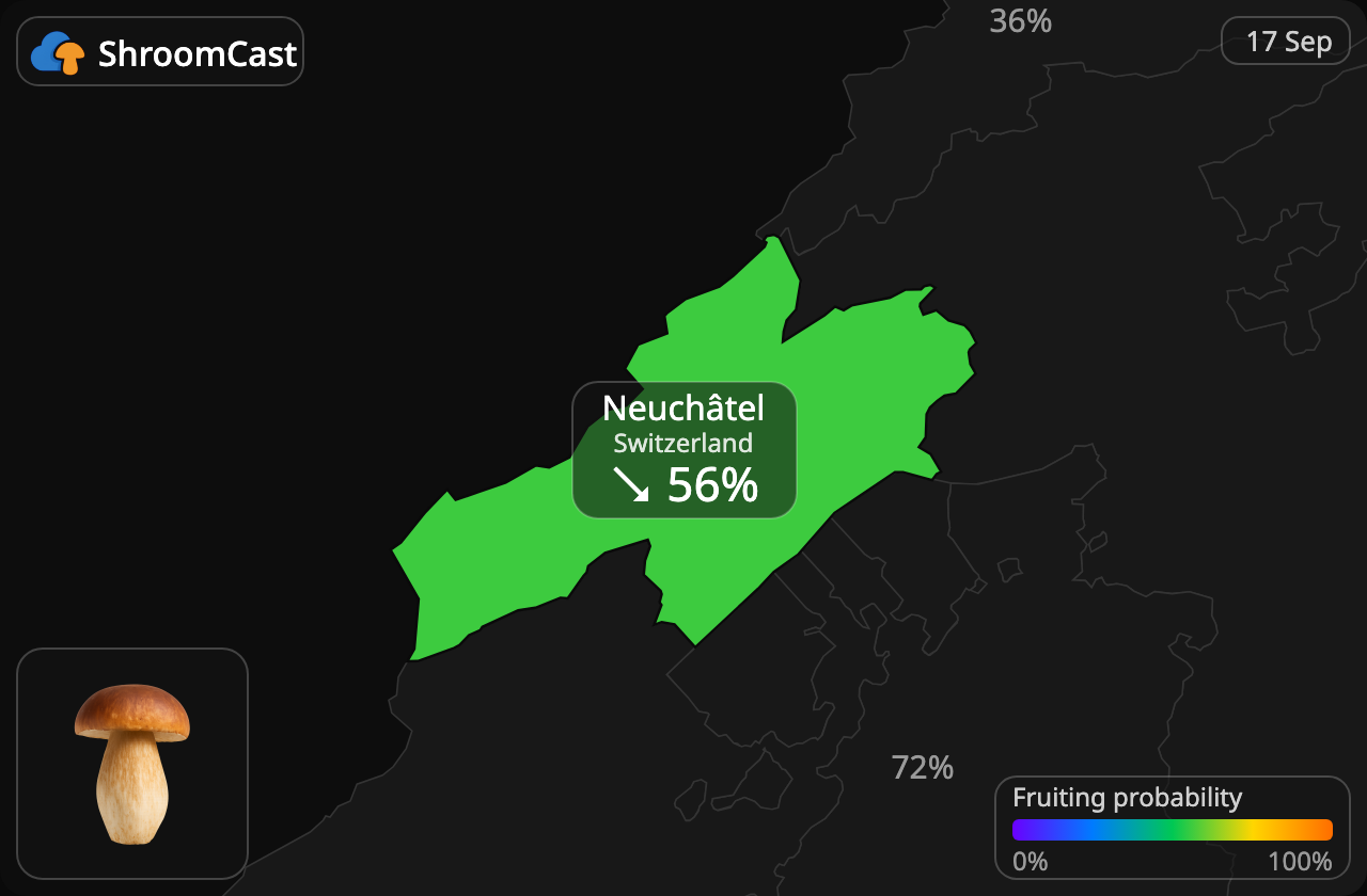Prawdziwek Neuchâtel