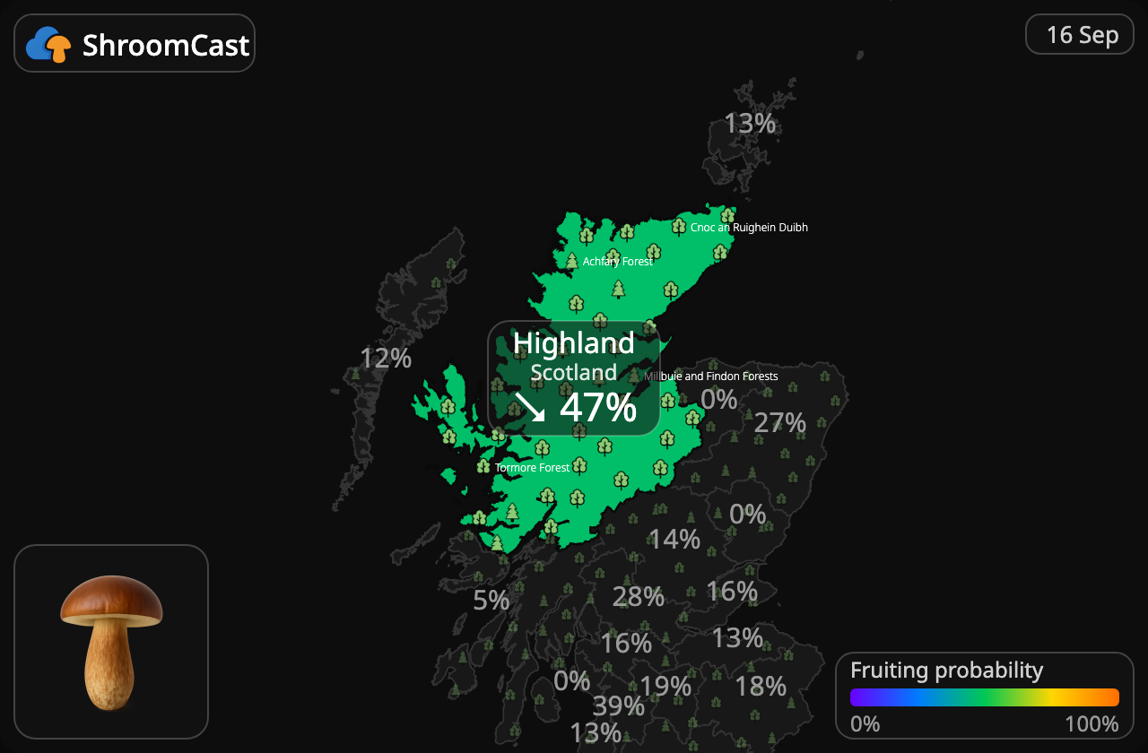 Podgrzybek Highland