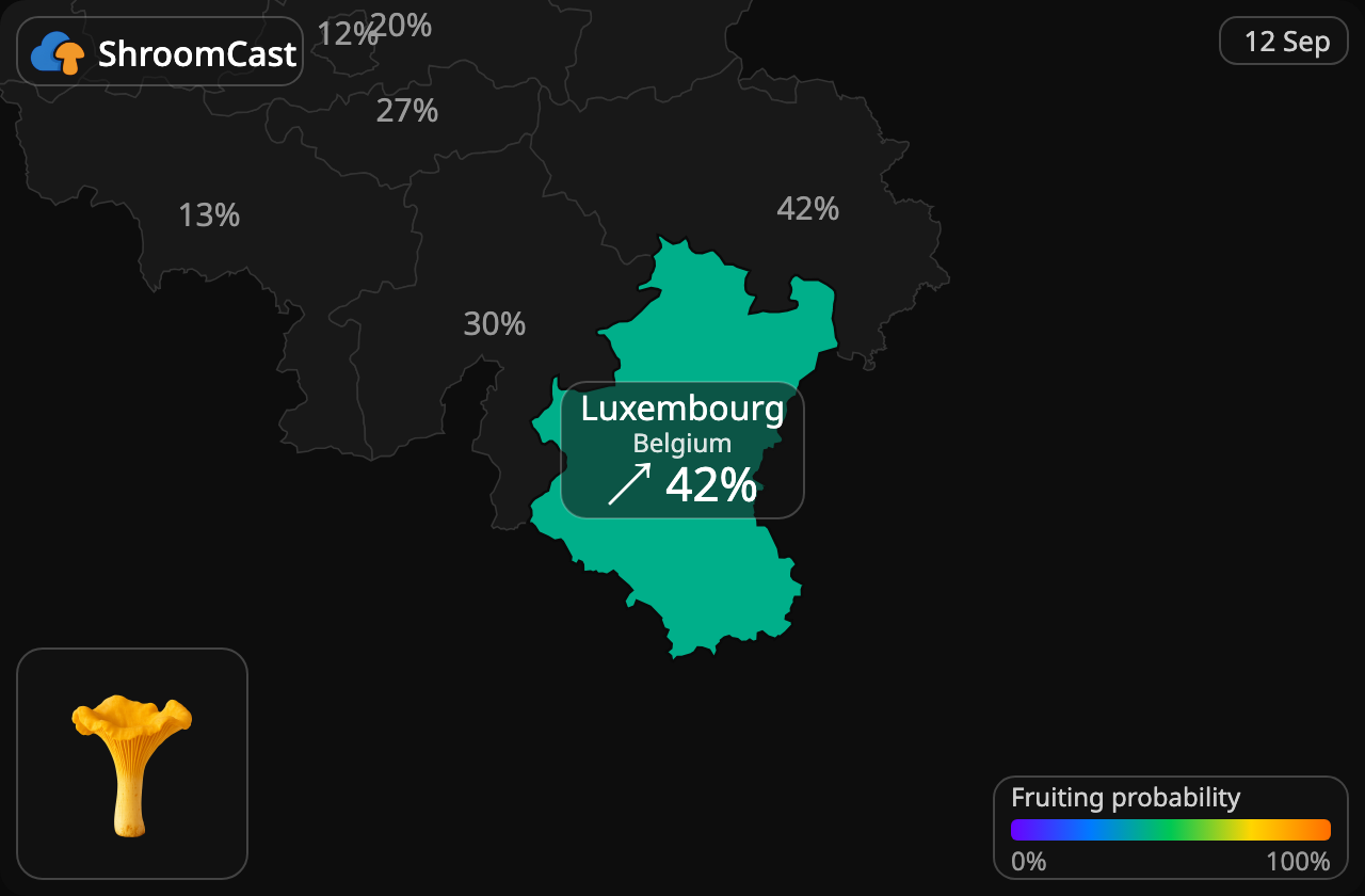 Лисичка звичайна Luxembourg