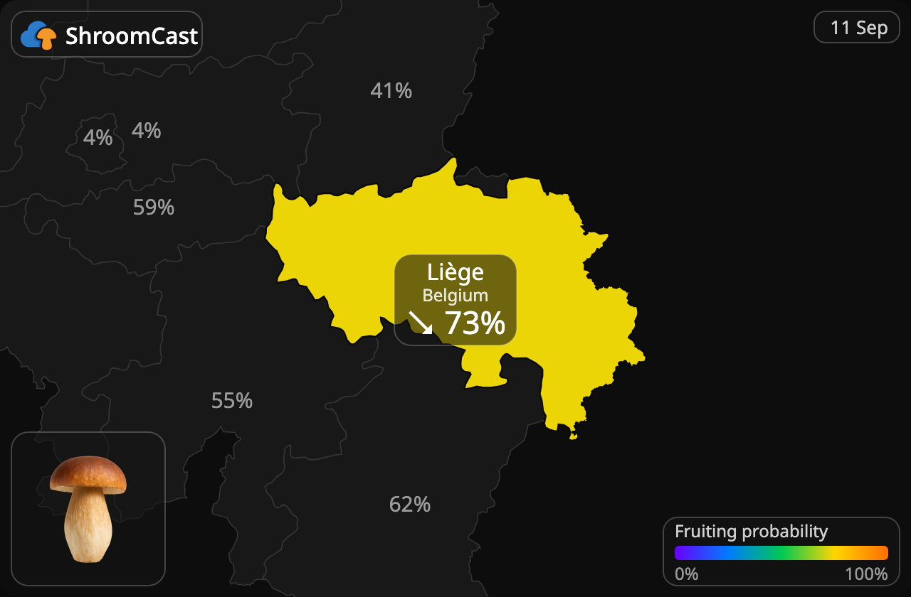 Porcini Liège