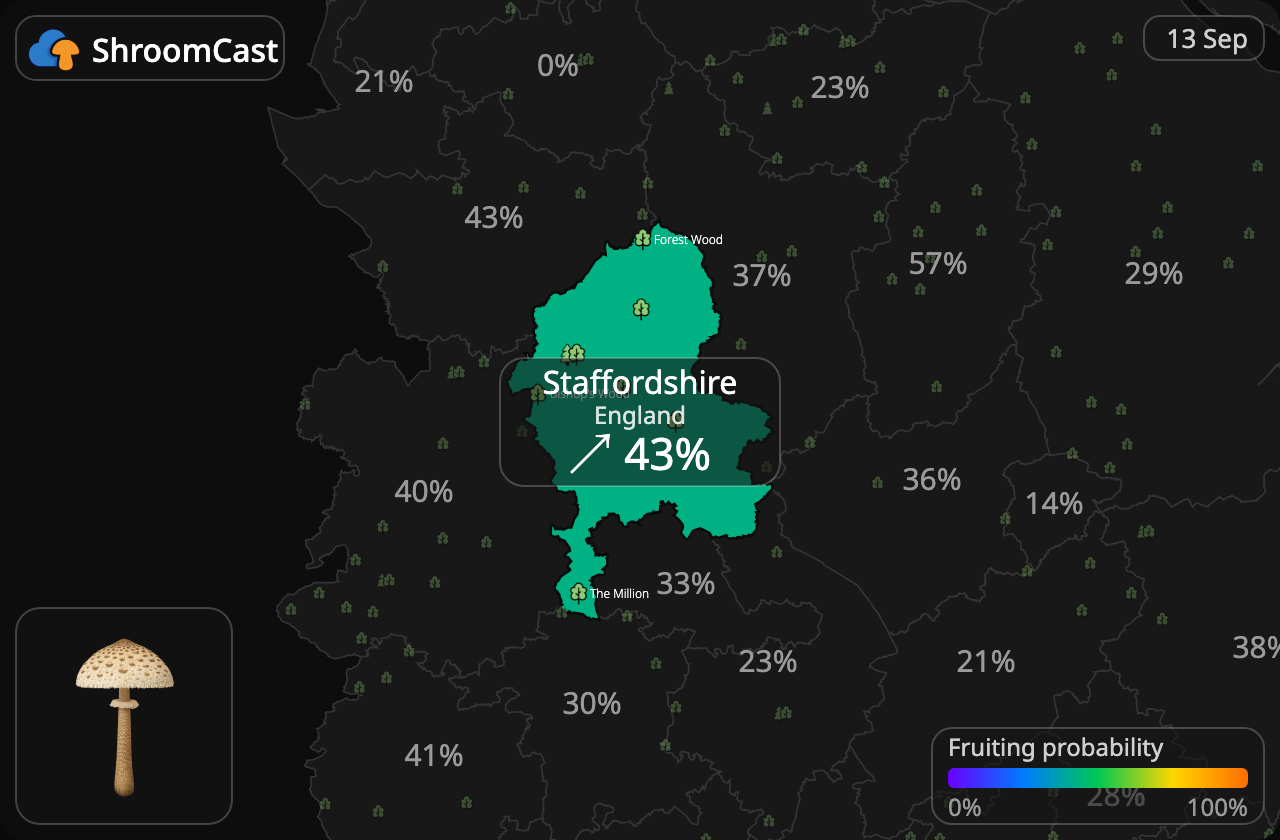 Parasolzwam Staffordshire
