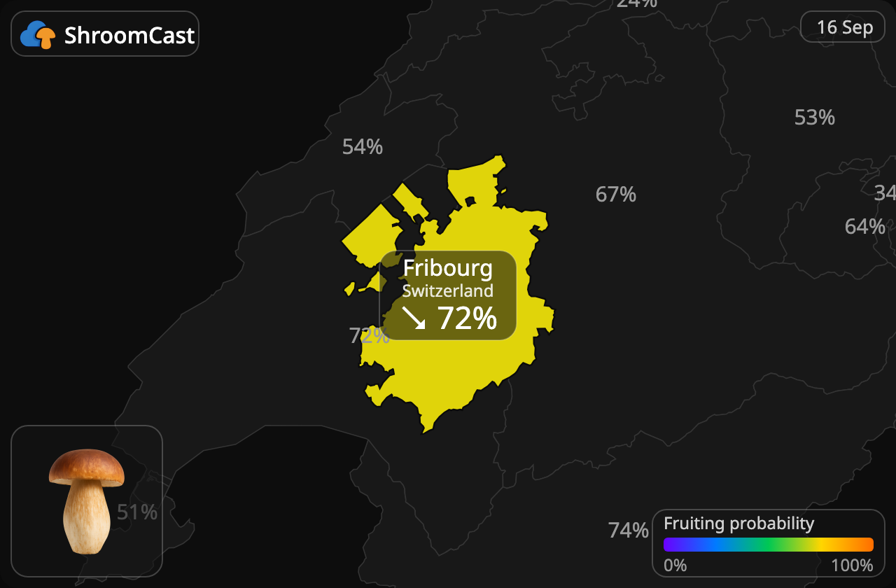 Prawdziwek Fribourg