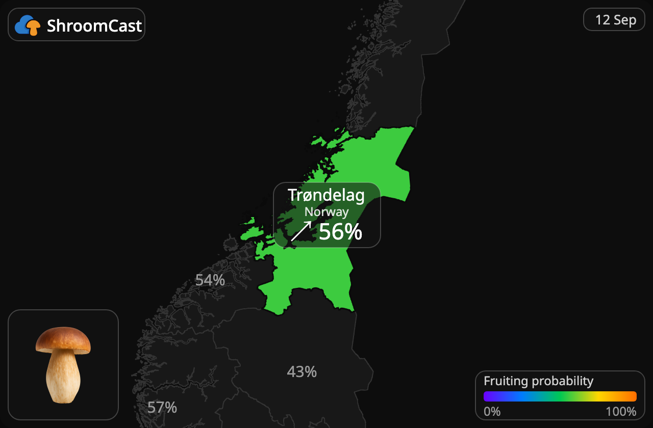 Steinpilz Trøndelag