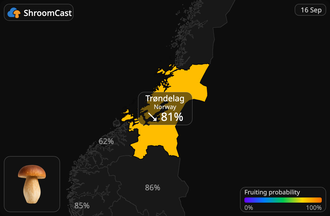 Prawdziwek Trøndelag