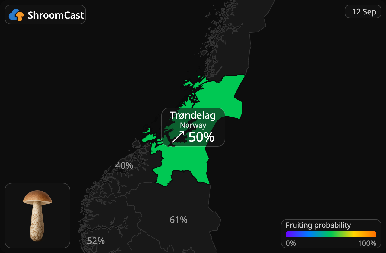 Björksopp Trøndelag