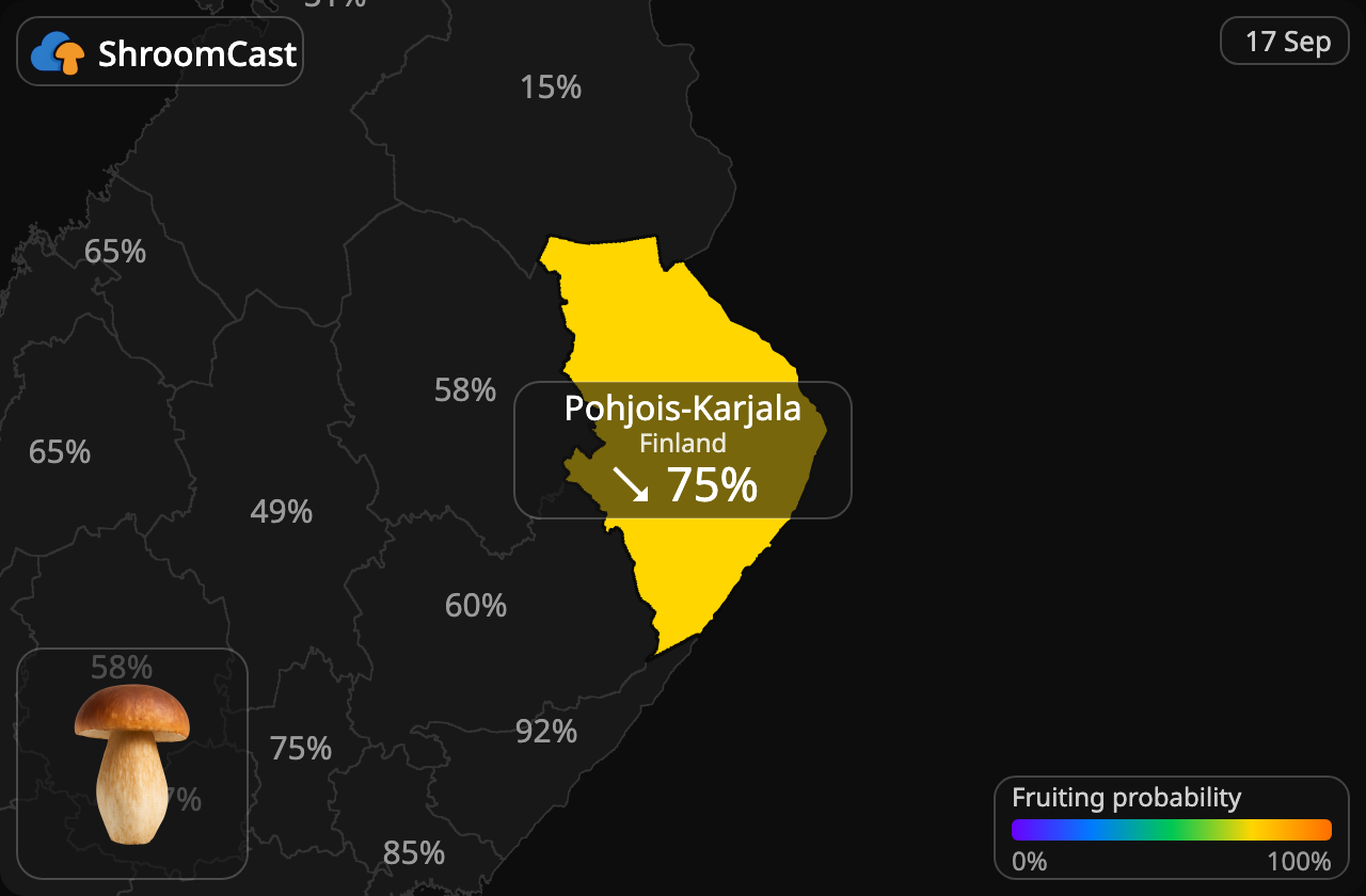 Prawdziwek Pohjois-Karjala