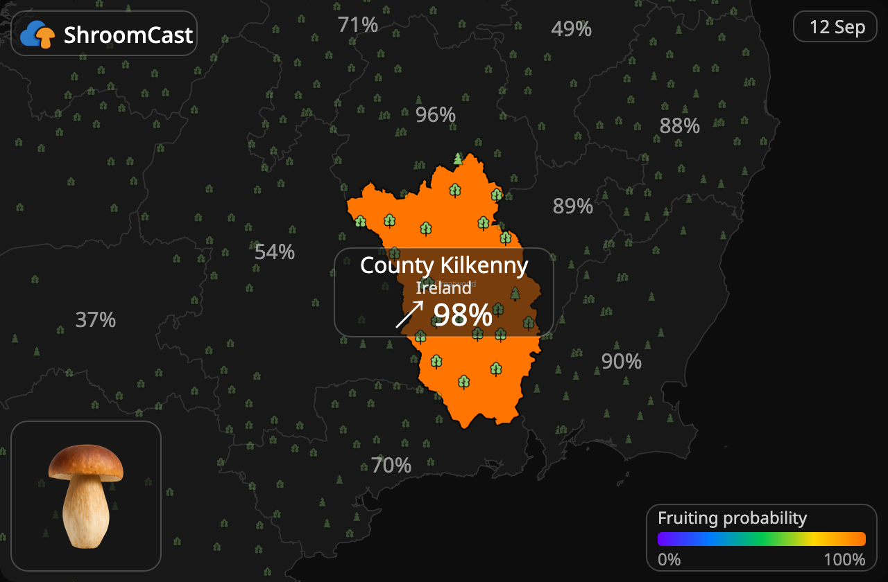 Steinpilz County Kilkenny