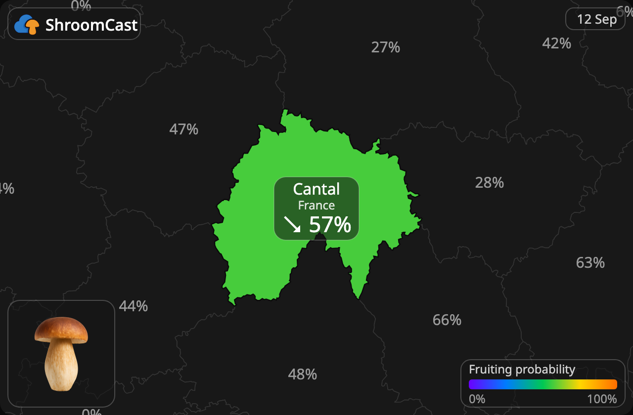 Steinpilz Cantal