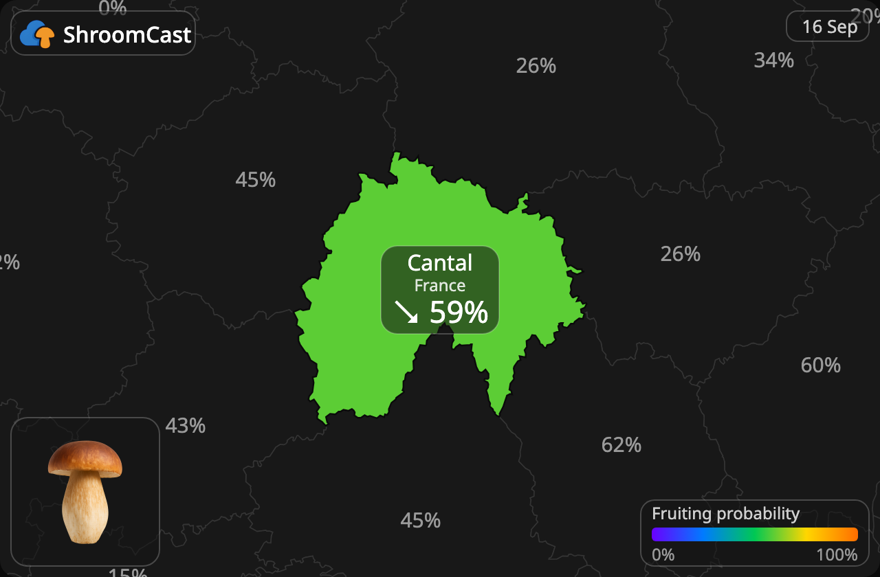 Prawdziwek Cantal