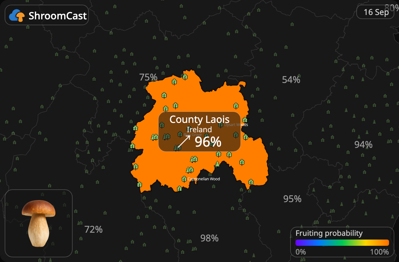 Prawdziwek County Laois