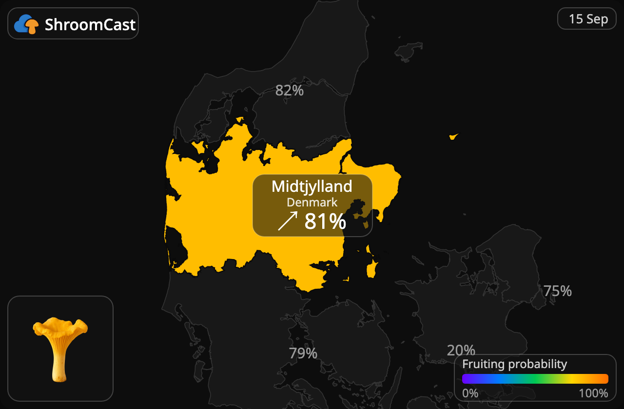 Kurka Midtjylland