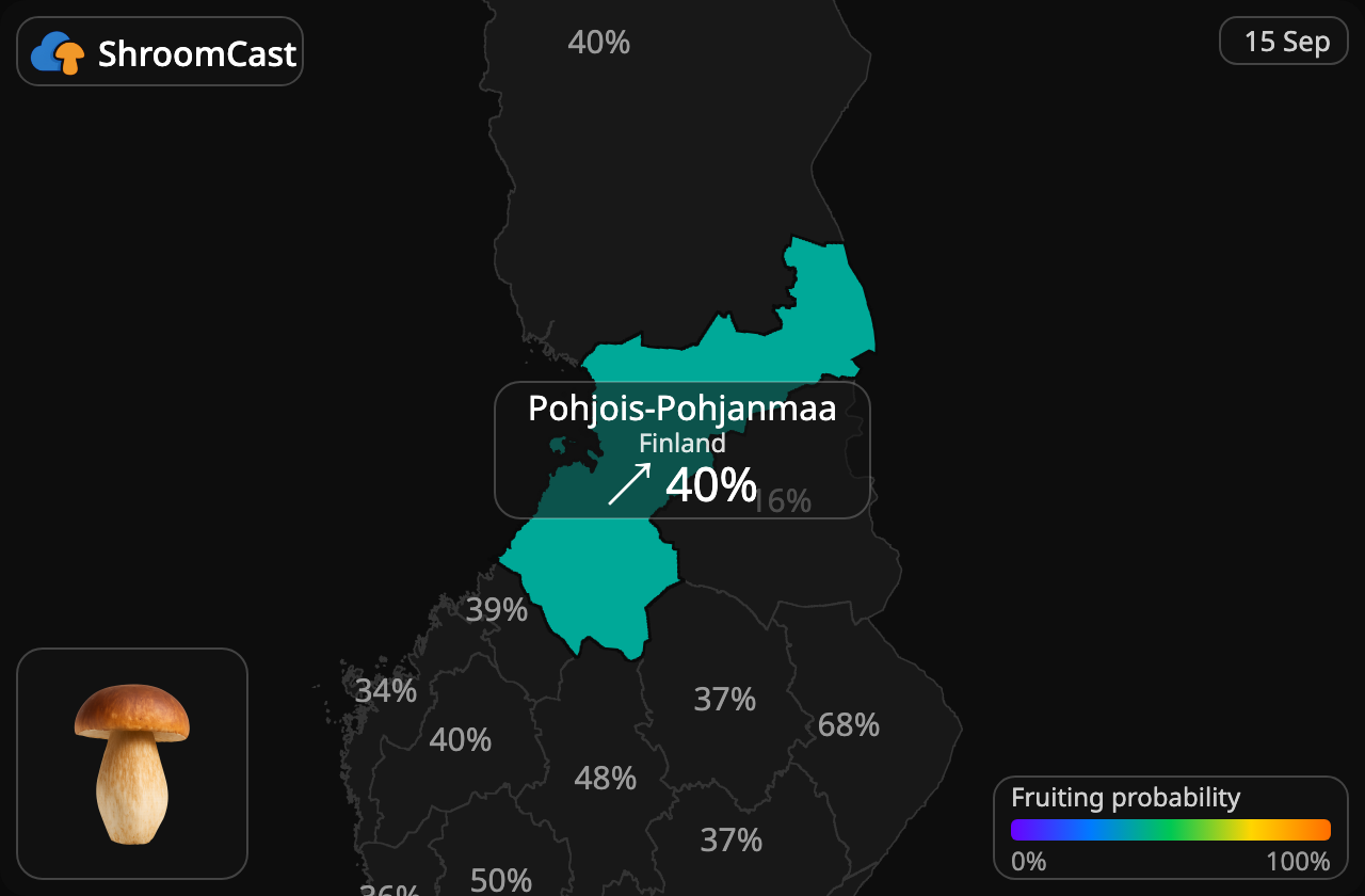 Prawdziwek Pohjois-Pohjanmaa