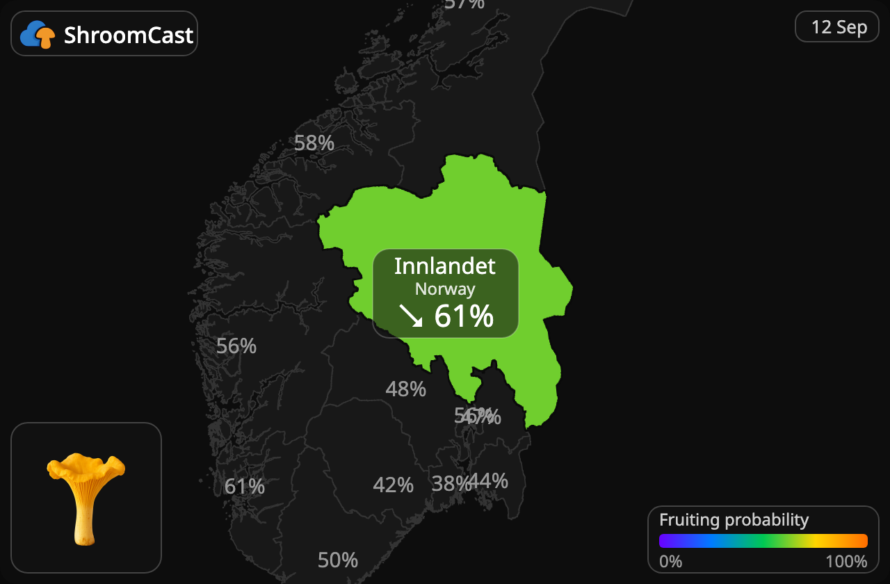 Kantarell Innlandet