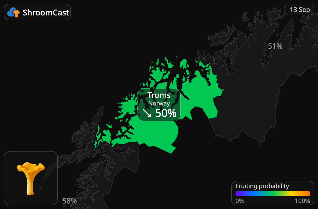 Cantharel Troms