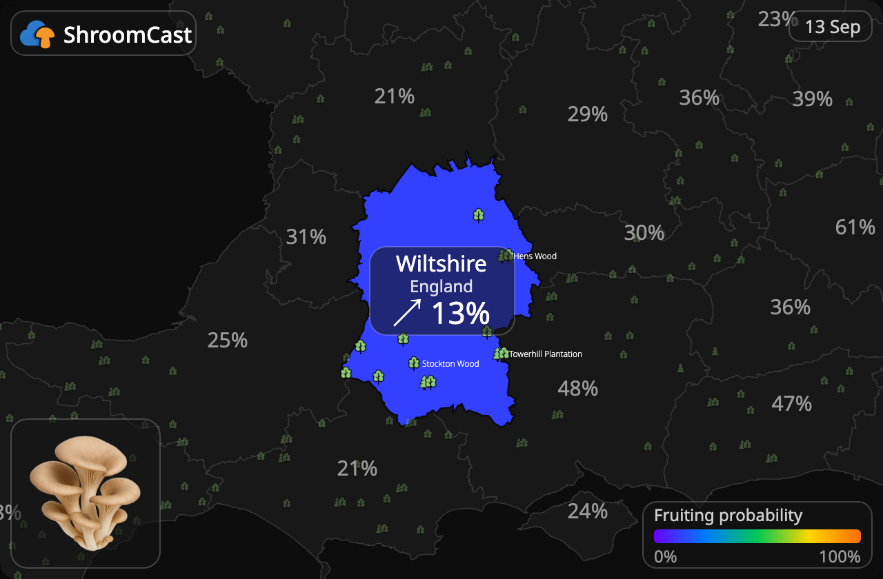 Pleurote Wiltshire