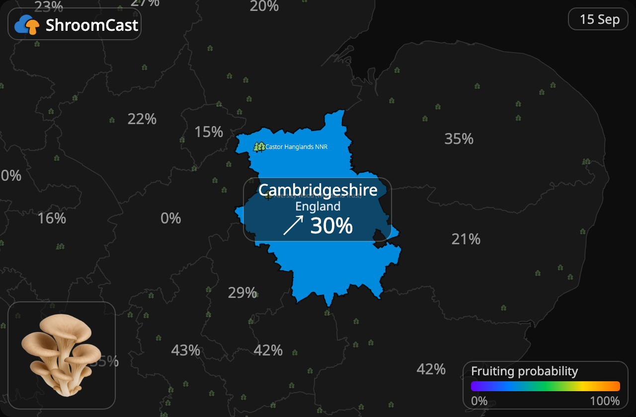 Boczniak Cambridgeshire