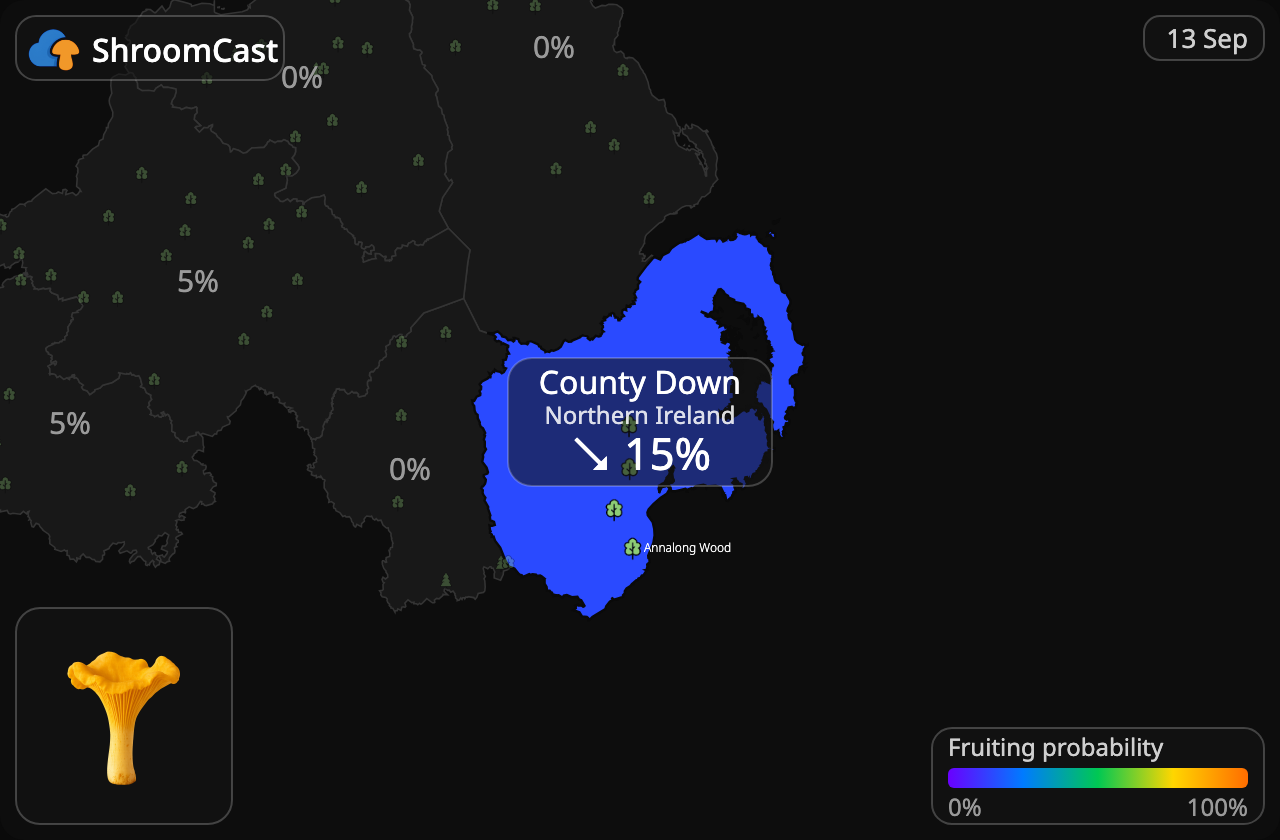 Chanterelle County Down
