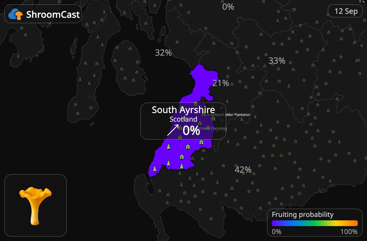 Pfifferling South Ayrshire