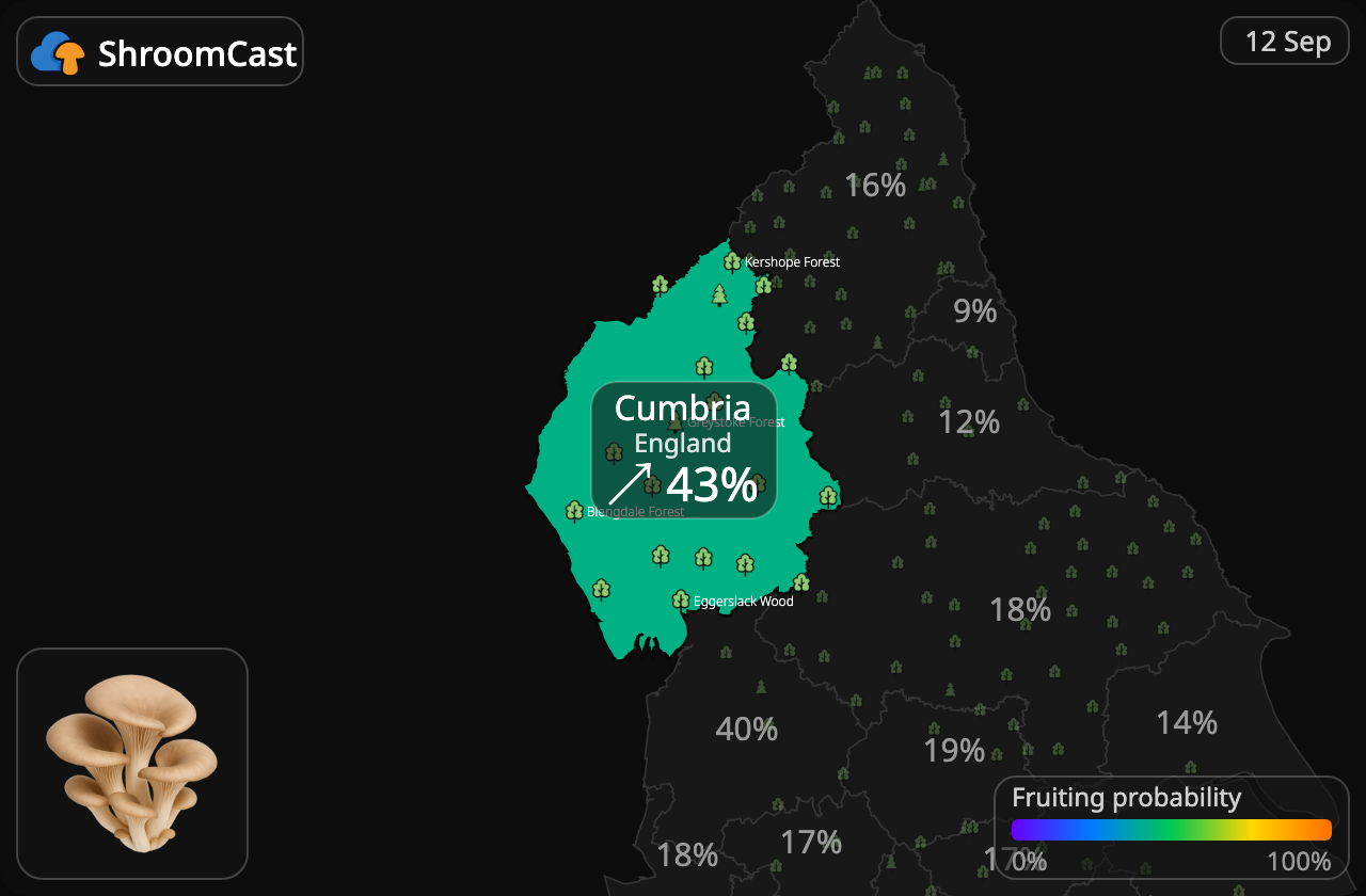 Ostronskivling Cumbria