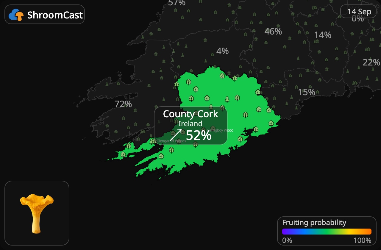 Chanterelle County Cork