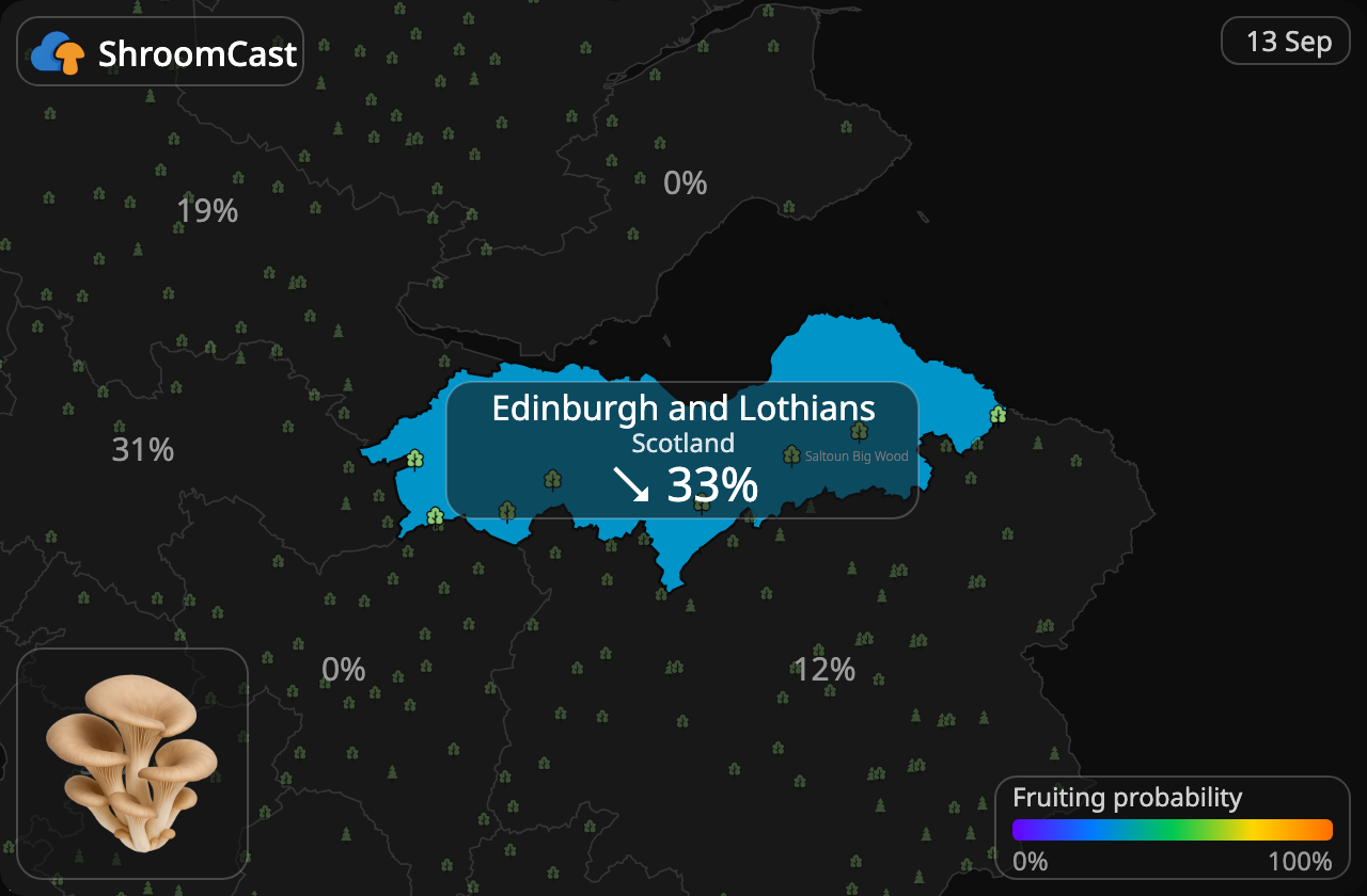 Глива звичайна Edinburgh and Lothians