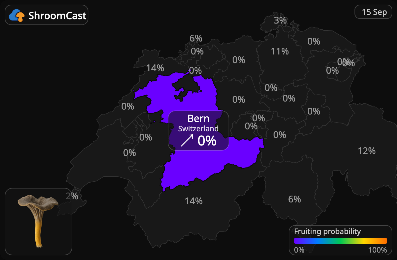 Pieprznik trąbkowy Bern