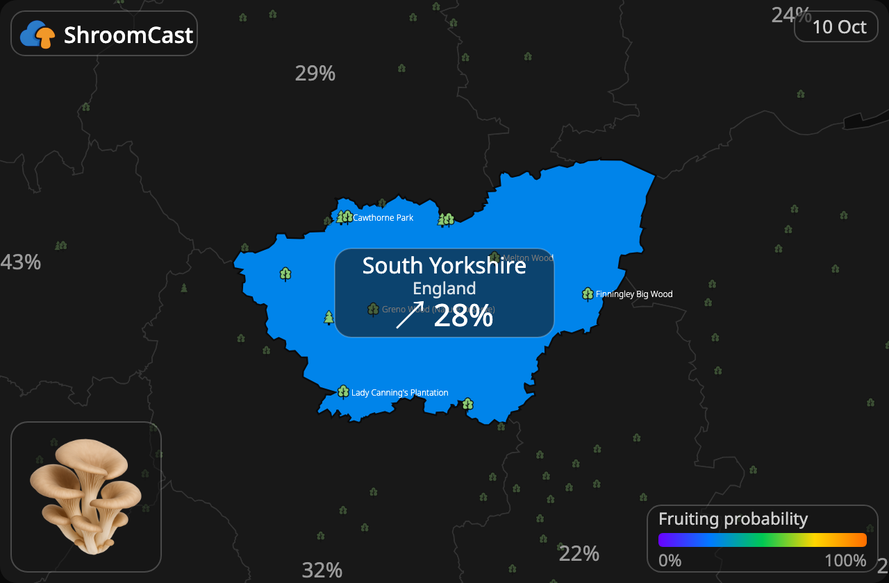 Seta de ostra South Yorkshire
