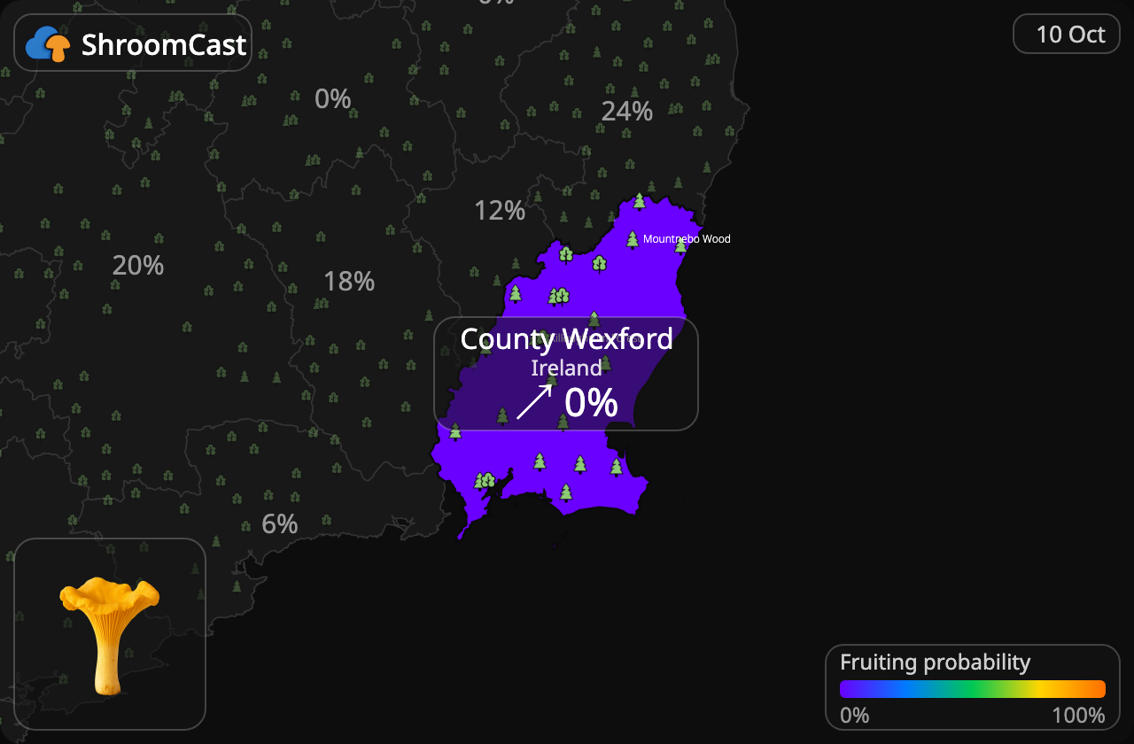 Rebozuelo County Wexford