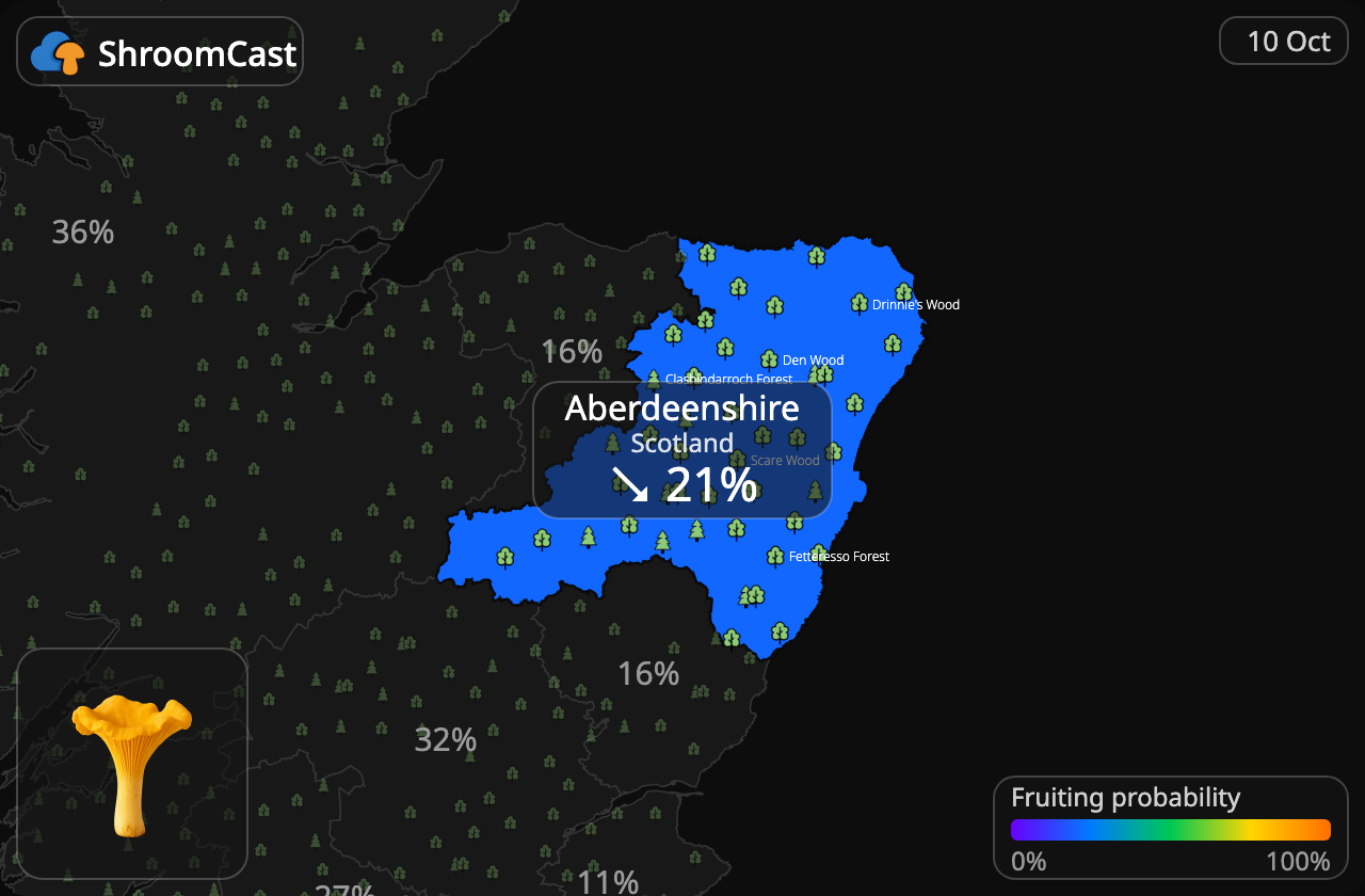 Rebozuelo Aberdeenshire