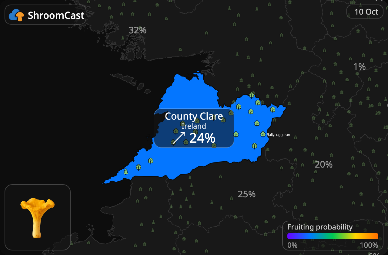 Rebozuelo County Clare