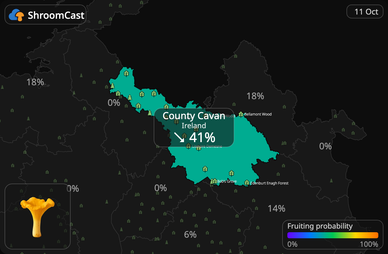 Rebozuelo County Cavan