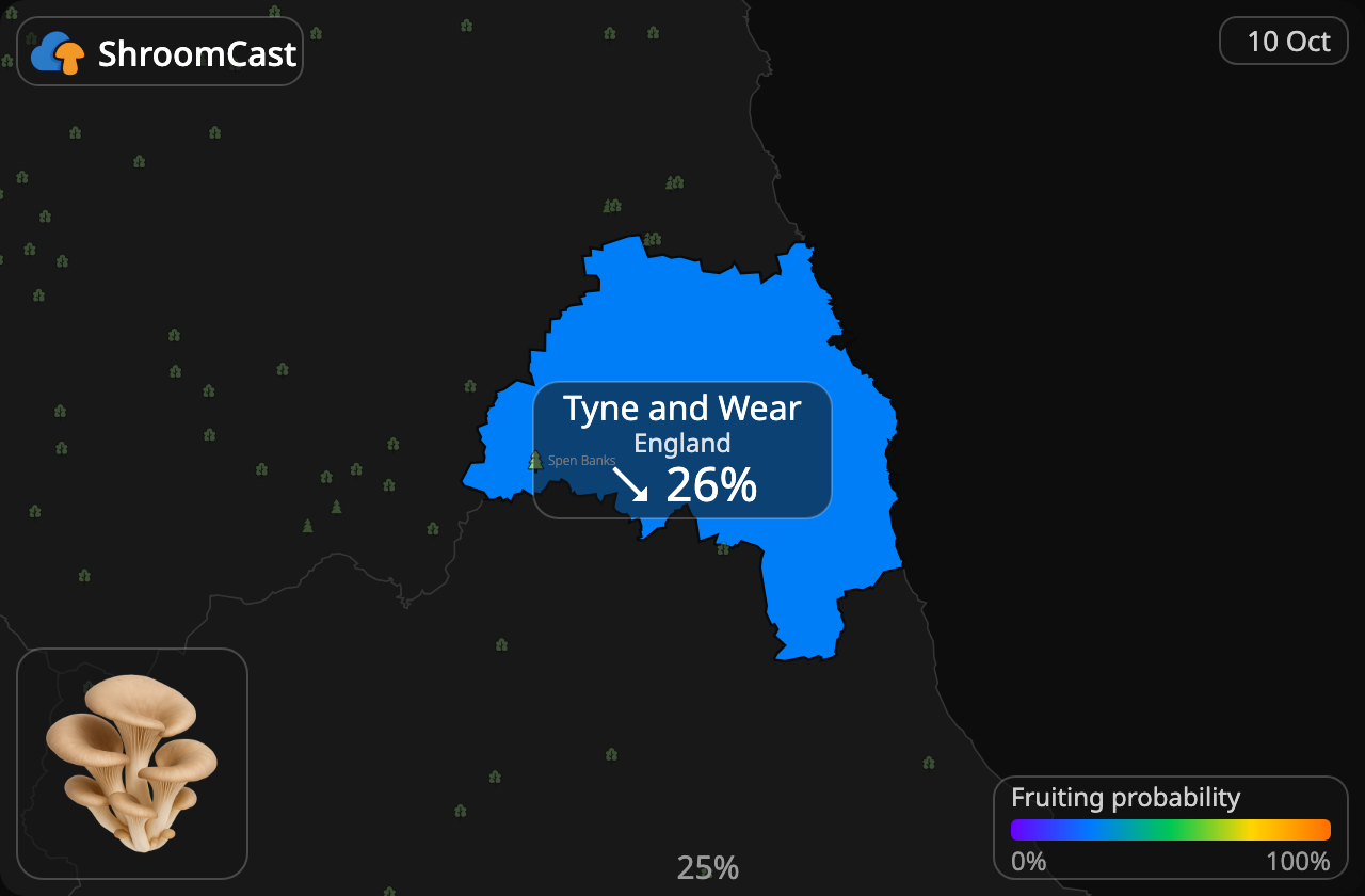 Seta de ostra Tyne and Wear