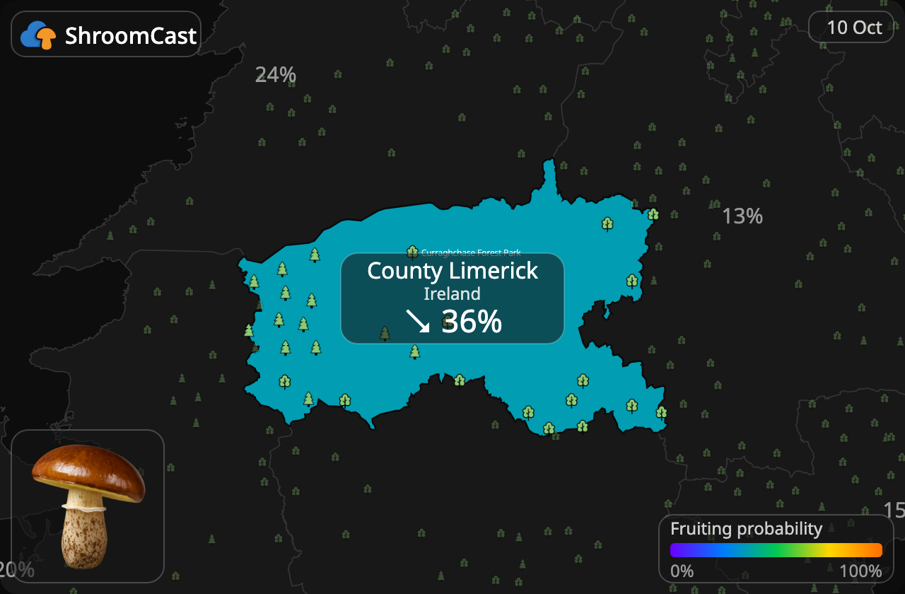 Boleto anillado County Limerick