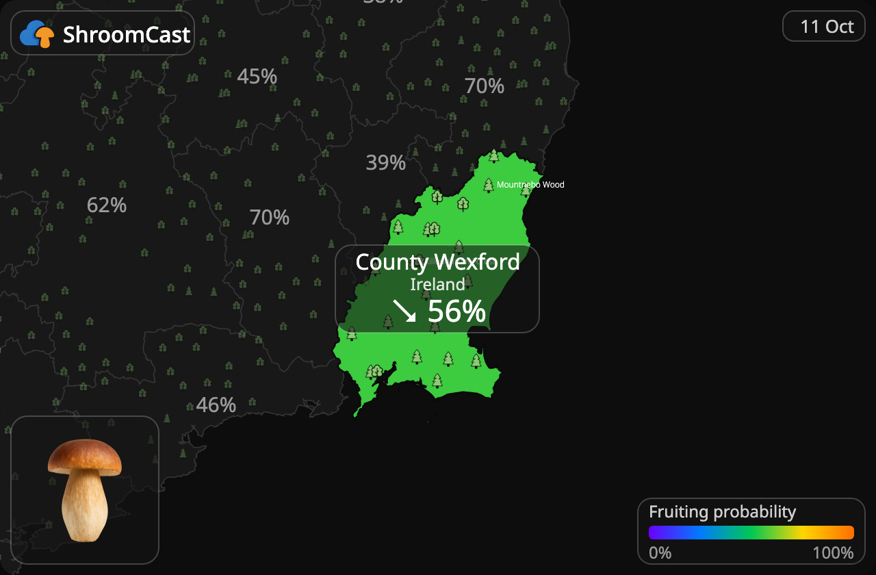 Boletus County Wexford