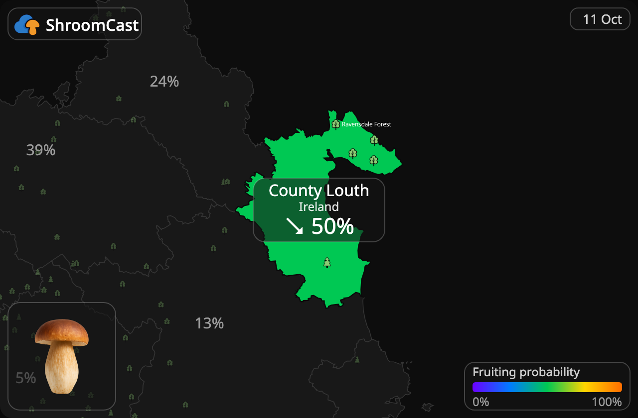 Boletus County Louth