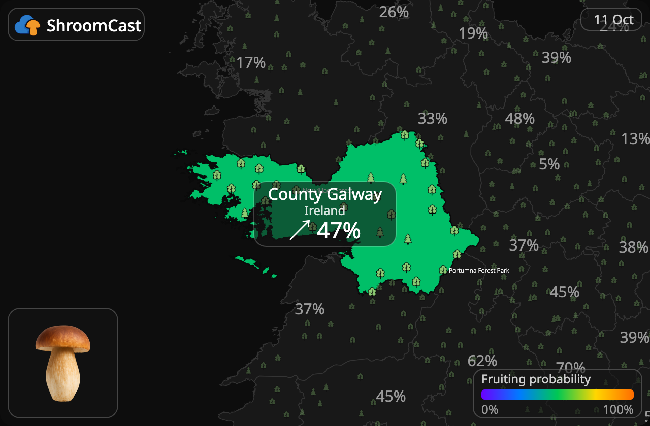 Boletus County Galway