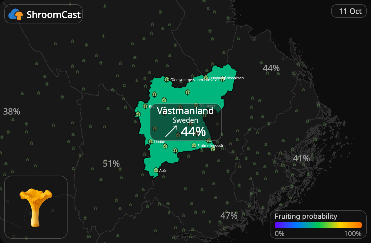 Rebozuelo Västmanland