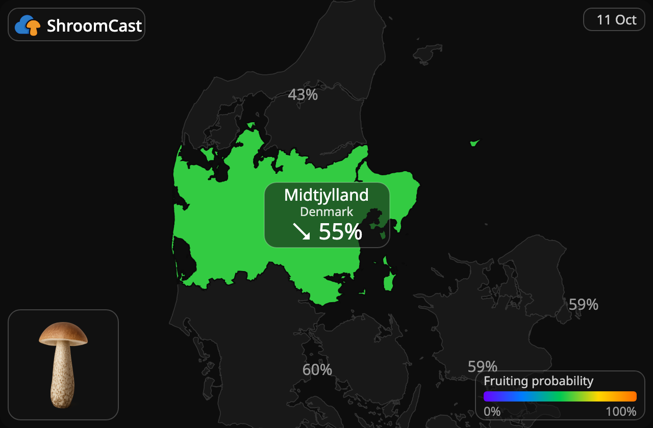 Boleto de abedul Midtjylland