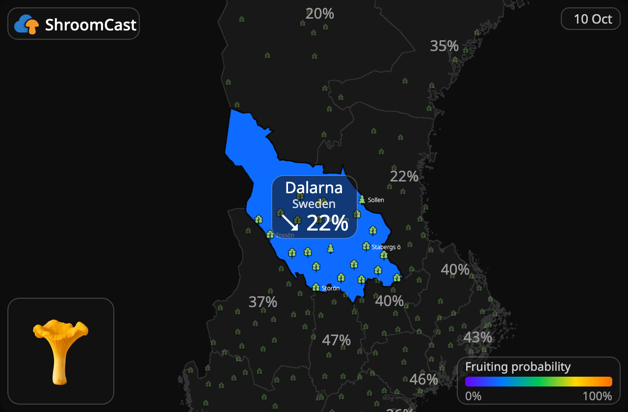 Rebozuelo Dalarna