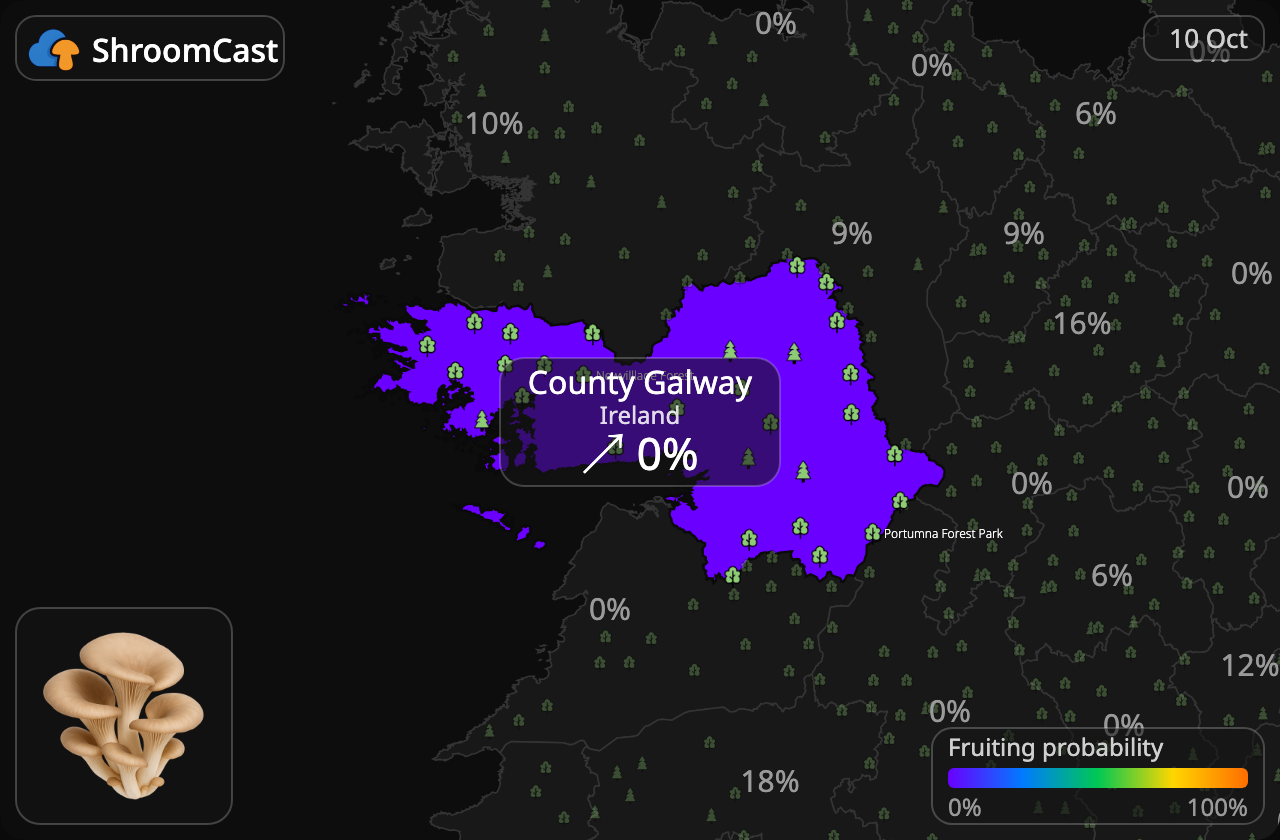 Seta de ostra County Galway